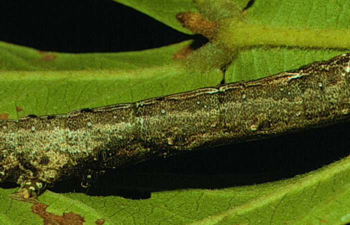 Figura 19. Larva <i>Hemeroblemma</i></i> malitiosa02 (Erebidae), último estadío (U) vista lateral, localidad Vado Cuajiniquil, Sector Santa Rosa ACG (275m). Voucher: 92-SRNP-1592-DHJ15280.jpg.