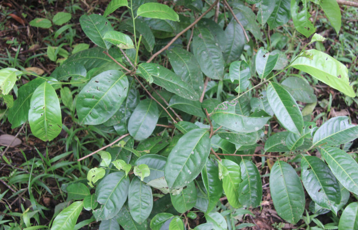 Figura 20. Planta hospedera de <i>Hemeroblemma</i></i> Janzen05 (Erebidae), esta planta se llama <i>Pera arborea</i></i> (Euphorbiaceae), localidad Medrano Estación Biológica Quica, Sector Pitilla ACG (380m), foto: Ricardo Calero 26 Julio 2014. 
