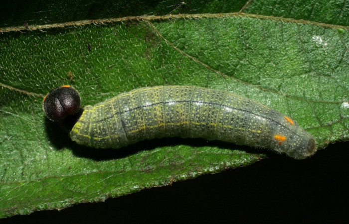 Figura. 10 Larva <i>Urbanus belli</i></i> (Hesperiidae), posición dorsal entero alimentándose en <i> Zexmenia virgulta</i></i>, (Asteraceae). (06-SRNP-30733-DHJ412364.jpg).