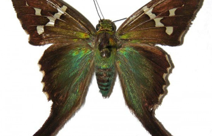 Figura. 11 Adulto <i>Urbanus belli</i></i> (Hesperiidae), posición vista dorsal entero. (95-SRNP-9575-DHJ305498).