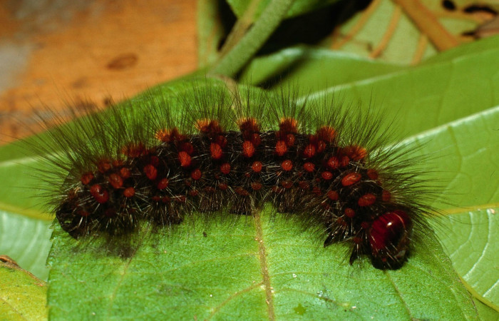 Figura. 12 Larva <i>Hypercompe laeta</i></i> (Erebidae), posición dorsal entero alimentándose en <i> Zexmenia virgulta</i></i>, (Asteraceae). (02-SRNP-2836-DHJ65634.jpg).