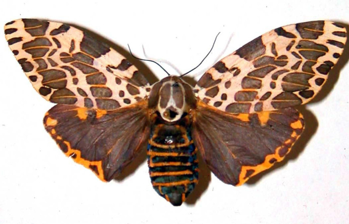 Figura. 13 Adulto [iHypercompe laeta</i> (Erebidae), posición vista dorsal entero. (98-SRNP-6957-DHJ38376).
