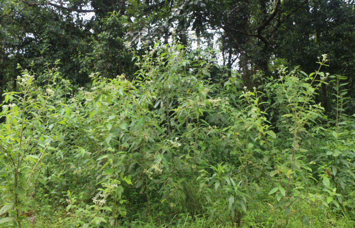 Figura. 1 Habitad <i>Zexmenia virgulta</i></i>, (Asteraceae). Area de Conservación Guanacaste, Sector Rincón Rain Forest, Estación Leiva,  Selva, (elevación 410 metros). Foto, Jorge Hernández. Colectada 8 de setiembre 2021.
