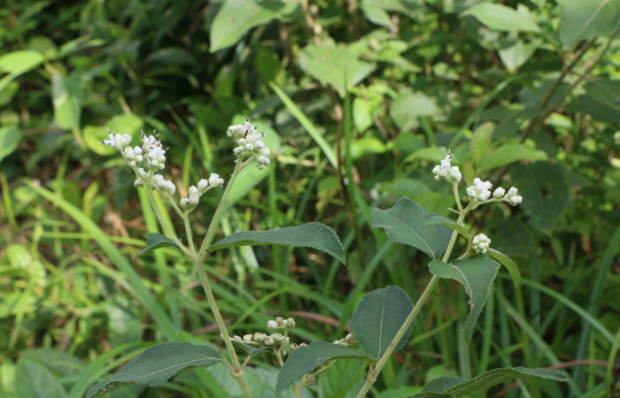 Figura. 2 Flores en ramas <i>Zexmenia virgulta</i></i>, (Asteraceae). Area de Conservación Guanacaste, Sector Rincón Rain Forest, Estación Leiva,  Selva, (elevación 410 metros). Foto, Jorge Hernández. Colectada 8 de setiembre 2021.