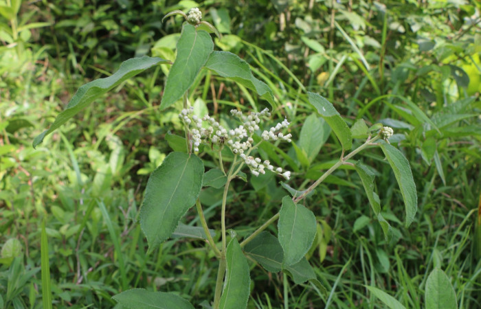 Figura. 3 Flores en ramas <i>Zexmenia virgulta</i></i>, (Asteraceae). Area de Conservación Guanacaste, Sector Rincón Rain Forest, Estación Leiva,  Selva, (elevación 410 metros). Foto, Jorge Hernández. Colectada 8 de setiembre 2021.