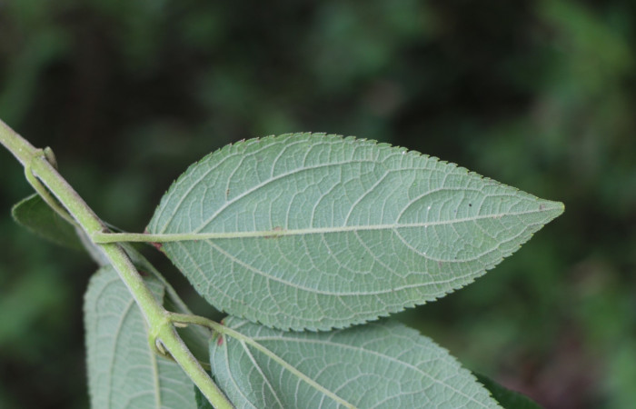Figura. 4 Hoja envés <i>Zexmenia virgulta</i></i>, (Asteraceae). Area de Conservación Guanacaste, Sector Rincón Rain Forest, Estación Leiva, Selva, (elevación 410 metros). Foto, Jorge Hernández. Colectada 8 de setiembre 2021.