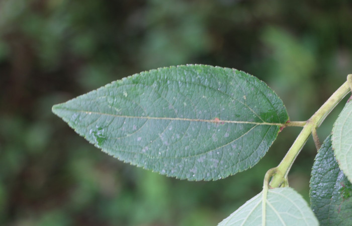 Figura. 5 Hoja haz <i>Zexmenia virgulta</i></i>, (Asteraceae). Area de Conservación Guanacaste, Sector Rincón Rain Forest, Estación Leiva, Selva, (elevación 410 metros). Foto, Jorge Hernández. Colectada 8 de setiembre 2021.