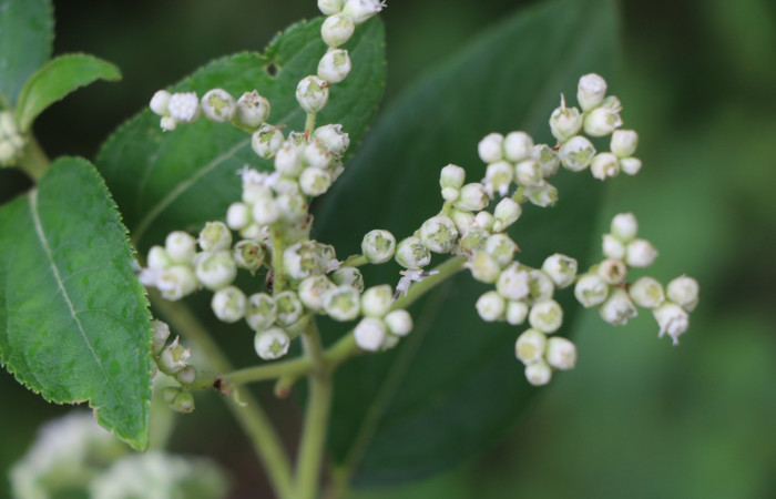 Figura. 6 Flor botones <i>Zexmenia virgulta</i></i>, (Asteraceae). Area de Conservación Guanacaste, Sector Rincón Rain Forest, Estación Leiva, Selva, (elevación 410 metros). Foto, Jorge Hernández. Colectada 8 de setiembre 2021.