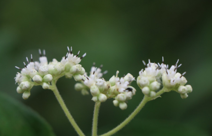 Figura. 7 Flor lateral <i>Zexmenia virgulta</i></i>, (Asteraceae). Area de Conservación Guanacaste, Sector Rincón Rain Forest, Estación Leiva, Selva, (elevación 410 metros). Foto, Jorge Hernández. Colectada 8 de setiembre 2021.