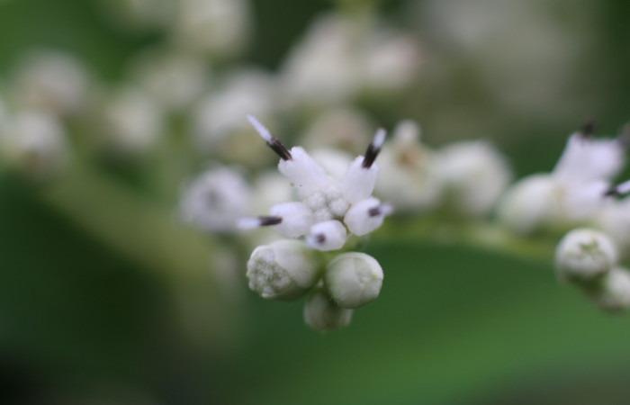 Figura. 8 Flor de frente <i>Zexmenia virgulta</i></i>, (Asteraceae). Area de Conservación Guanacaste, Sector Rincón Rain Forest, Estación Leiva,  Selva, (elevación 410 metros). Foto, Jorge Hernández. Colectada 8 de setiembre 2021.