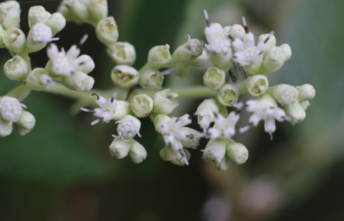 Figura. 9 Flor de frente <i>Zexmenia virgulta</i></i>, (Asteraceae). Area de Conservación Guanacaste, Sector Rincón Rain Forest, Estación Leiva, Selva, (elevación 410 metros). Foto, Jorge Hernández. Colectada 8 de setiembre 2021.