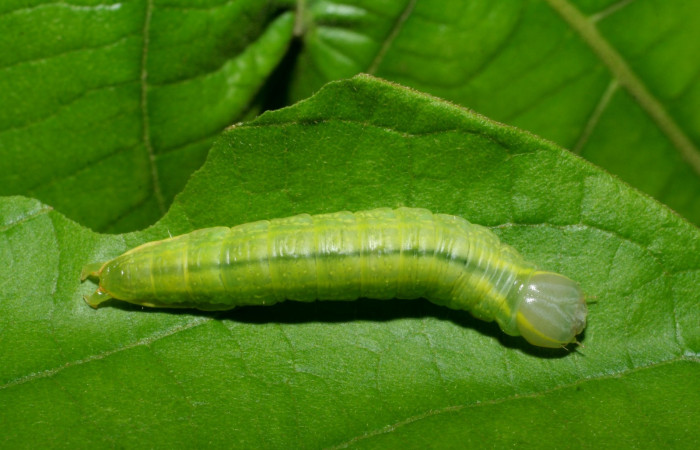  Larva en posición dorsal entire de <i>Hemiceras subo</i></i> (Notodontidae), U estadio. Sector Rincon Rain Forest, Estacion Caribe. Voucher 07-SRNP-42637-DHJ431114.jpg.