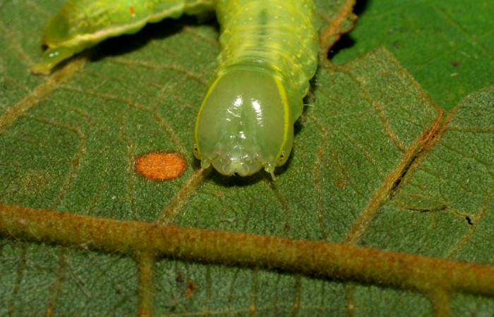  Cabeza de <i>Hemiceras subo</i></i> (Notodontidae), U estadio. Sector Pitilla, Amonias. Voucher 07-SRNP-33248-DHJ430188.jpg.