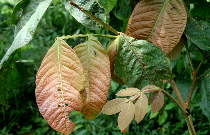  <i>Inga oerstediana</i></i> (Fabaceae), planta hospedera de <i>Hemiceras subo</i></i> (Notodontidae). Sector San Cristóbal, Estación Biológica San Gerardo. Foto, Elda Araya, 12 Noviembre 2018.
