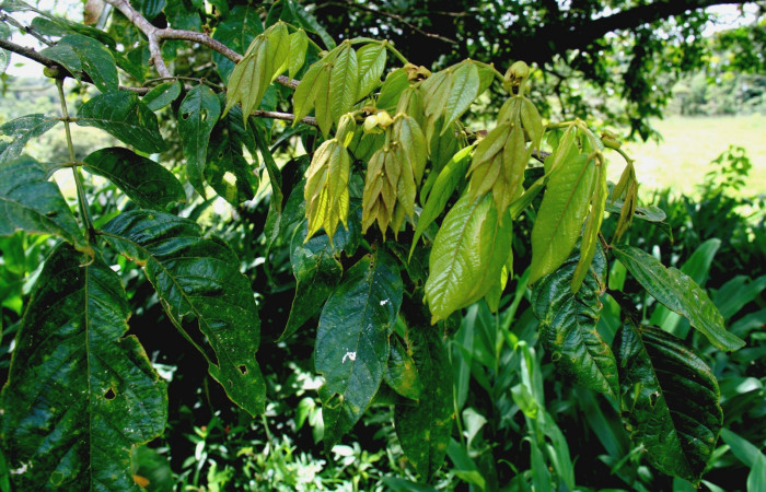  <i>Inga sapindoides</i></i> (Fabaceae), planta hospedera de <i>Hemiceras subo</i></i> (Notodontidae). Sector San Cristóbal, Estación Biológica San Gerardo. Foto, Elda Araya, 12 Noviembre 2018.
