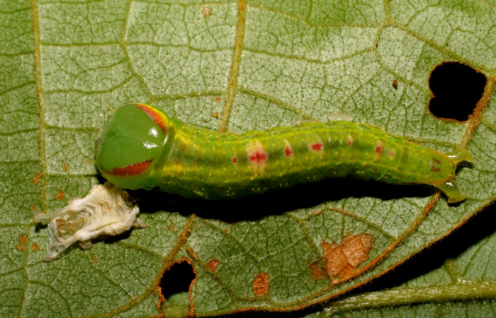  Larva en posición dorsal de <i>Hemiceras subo</i></i> (Notodontidae), PU estadio. Brasilia, Piedrona. Voucher 07-SRNP-65663-DHJ431287.jpg.