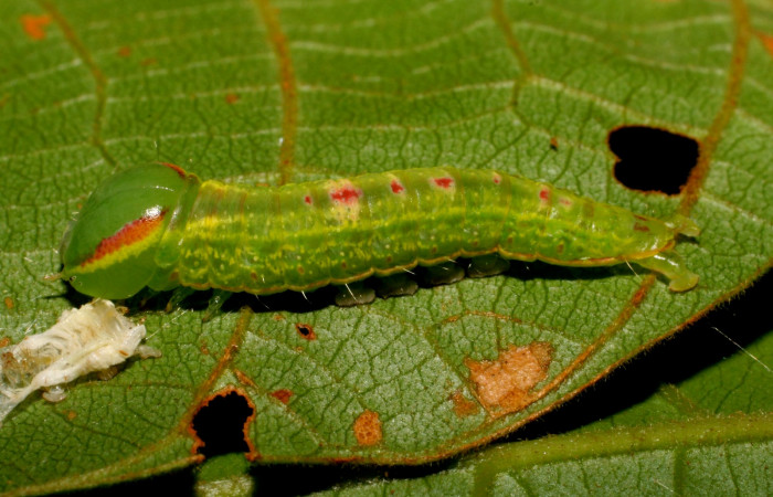  Larva en posición lateral entire de <i>Hemiceras subo</i></i> (Notodontidae), PU estadio. Brasilia, Piedrona. Voucher 07-SRNP-65663-DHJ431285.jpg.
