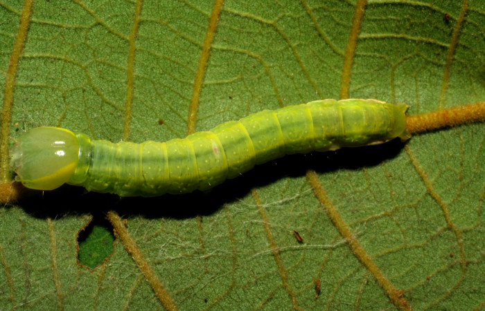  Larva en posición dorsal de <i>Hemiceras subo</i></i> (Notodontidae), U estadio. Sector Pitilla, Amonias. Voucher 07-SRNP-33248-DHJ430186.jpg.