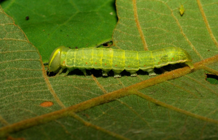  Larva en posición lateral de <i>Hemiceras subo</i></i> (Notodontidae), U estadio. Sector Pitilla, Amonias. Voucher 07-SRNP-33248-DHJ430187.jpg.