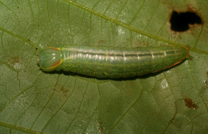  Larva en posición dorsal de <i>Hemiceras subo</i></i> (Notodontidae), U estadio. Sector San Cristóbal, Vado Rio Cucaracho. Voucher 07-SRNP-4461-DHJ433981.jpg.