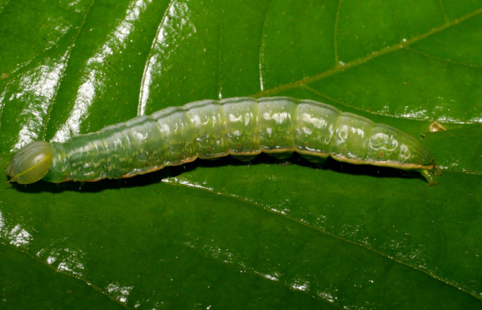  Larva en posición lateral de <i>Hemiceras subo</i></i> (Notodontidae), U estadio. Sector Del Oro, Margarita. Voucher 07-SRNP-24546-DHJ434087.jpg.

