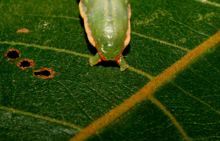  Cola de <i>Hemiceras subo</i></i> (Notodontidae), U estadio. Sector Pitilla, Amonias. Voucher 07-SRNP-33319-DHJ430384.jpg.