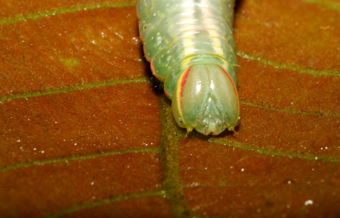  Cabeza de <i>Hemiceras subo</i></i> (Notodontidae), U estadio. Sector Pitilla, Amonias. Voucher 08-SRNP-30026-DHJ435701.jpg.