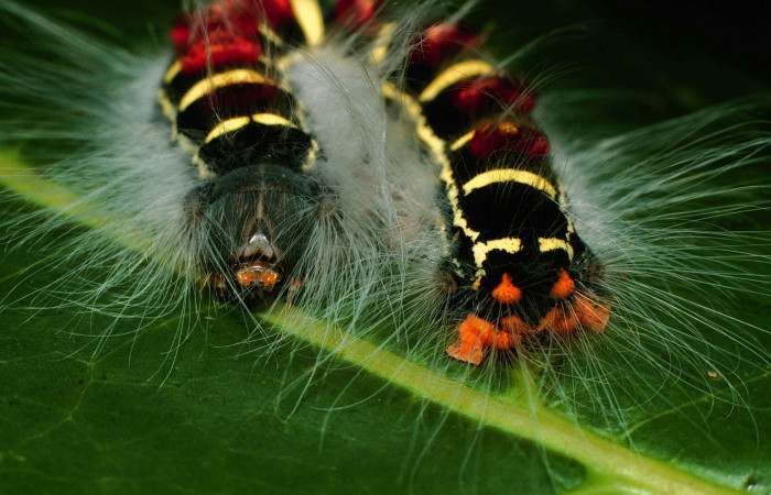 Parte frontal y trasera de <i>Euglyphis jessiehillae</i></i> (Lasiocampidae). Último estadio. Voucher: 00-SRNP-11359-DHJ54162.jpg.