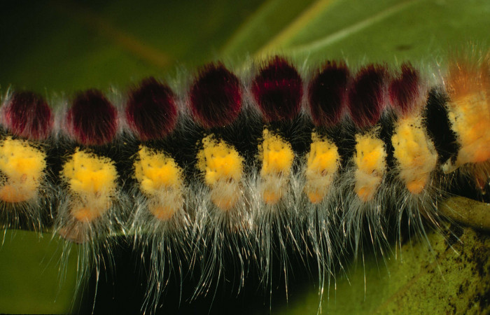 Parte lateral de <i>Euglyphis barda</i></i> (Lasiocampidae). Último estadio. Voucher: 00-SRNP-21611-DHJ56321.jpg.