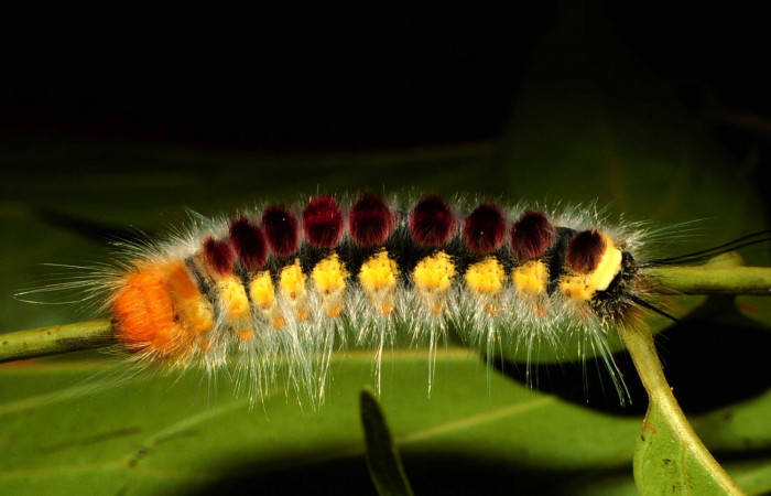 Parte lateral de <i>Euglyphis barda</i></i> (Lasiocampidae). Último estadio. Voucher: 00-SRNP-21611-DHJ56329.jpg.