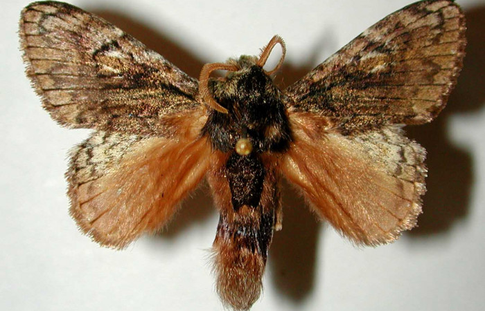 Adulto de <i>Euglyphis</i></i> bardaDHJ02 (Lasiocampidae). Último estadio. Voucher: 00-SRNP-420-DHJ33186.