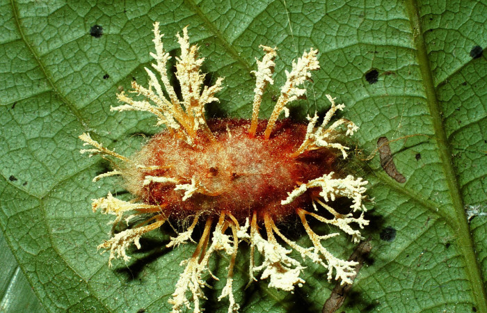 Capullo hongueado de <i>Euglyphis barda</i></i> (Lasiocampidae). Voucher: 01-SRNP-25148-DHJ63993.jpg.