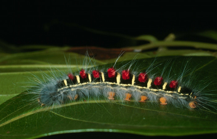 Parte lateral de <i>Euglyphis jessiehillae</i></i> (Lasiocampidae). Último estadio. Voucher: 03-SRNP-34849-DHJ79954.jpg.