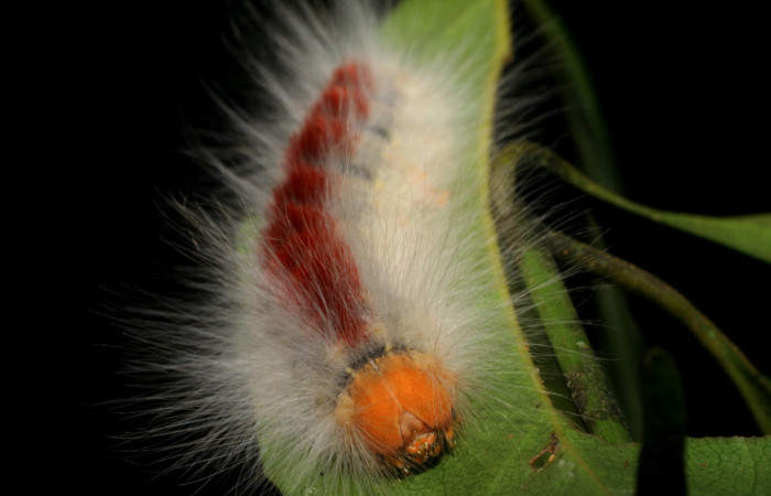 Parte frontal de <i>Euglyphis barda</i></i> (Lasiocampidae). Penúltimo estadio. Voucher: 07-SRNP-1937-DHJ421021.jpg.