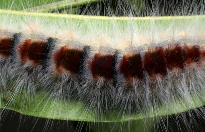 Parte dorsal de <i>Euglyphis barda</i></i> (Lasiocampidae). Penúltimo estadio. Voucher: 07-SRNP-1937-DHJ421029.jpg.