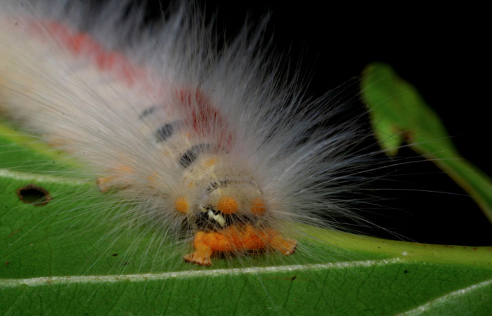 Parte trasera de <i>Euglyphis amathuria</i></i> (Lasiocampidae). Último estadio. Voucher: 08-SRNP-2449-DHJ437168.jpg.