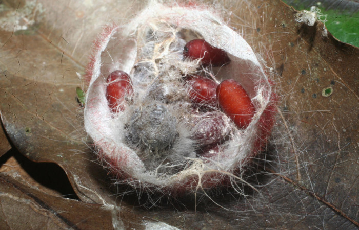 Capullo con puparios de Tachinidae en <i>Euglyphis barda</i></i> (Lasiocampidae). Voucher: 14-SRNP-65323-DHJ488145.jpg.