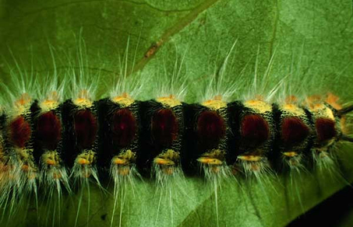 Parte dorsal de <i>Euglyphis barda</i></i> (Lasiocampidae). Último estadio. Voucher: 97-SRNP-1459-DHJ41575.jpg.