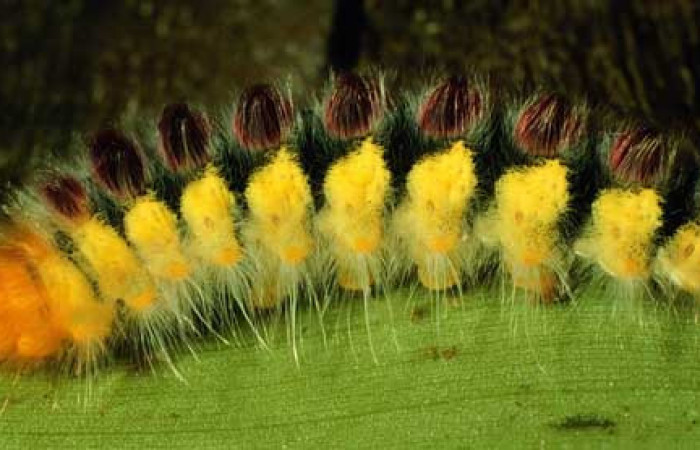 Parte lateral de <i>Euglyphis</i></i> bardaDHJ02 (Lasiocampidae). Último estadio. Voucher: 98-SRNP-2043-DHJ44078.jpg.