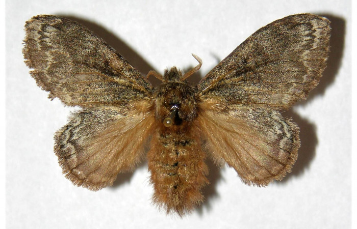 Adulto de <i>Euglyphis</i></i> bardaDHJ01 (Lasiocampidae). Último estadio. Voucher: 99-SRNP-12019-DHJ319342.