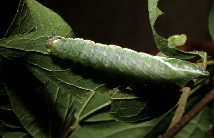 Fig.(10 Vista frontal de <i>Rifargia mortis</i></i> (Notodontidae) se colectó 18 agosto 2010, Sector Santa Rosa, Cerco de Piedra 285mts. (10-SRNP-13974-DHJ476647.jpg).