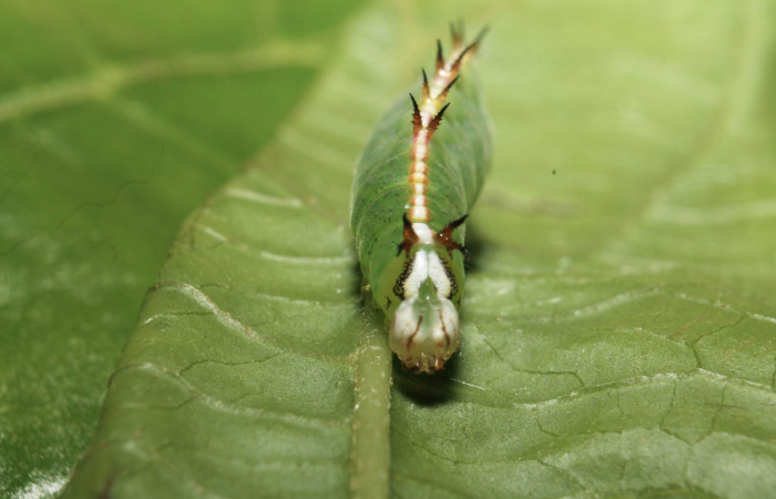 Fig.12 Vista frontal de <i>Rifargia</i></i> geldubaDHJ01 (Notodontidae) se colectó 21 junio 2013, Sector Rincon Rain Forest, Palomo 96mts. (13-SRNP-68596-DHJ718099.jpg)