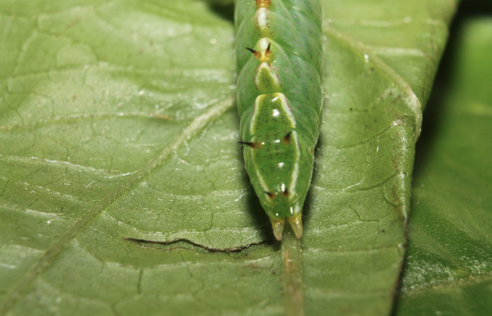 Fig.13 Vista trasera de <i>Rifargia</i></i> geldubaDHJ01 (Notodontidae) se colectó 21 junio 2013, Sector Rincon Rain Forest, Palomo 96mts. (13-SRNP-68596-DHJ718103.jpg).