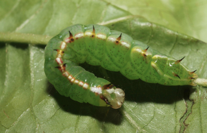 Fig.14 Vista dorsal de <i>Rifargia</i></i> geldubaDHJ01 (Notodontidae) se colectó 21 junio 2013, Sector Rincon Rain Forest, Palomo 96mts. (13-SRNP-68596-DHJ718103.jpg).