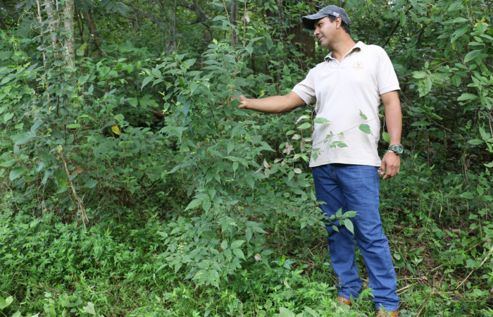 Fig.15 Planta <i> Celtis trinervia</i></i>, (Ulmaceae), hospedera de la <i>Rifargia mortis </i></i> , (Notodontidae), Sector Mundo Nuevo, Estación Biologica La Perla. Foto. Elieth Cantillano, 25 septimbre 2021.
