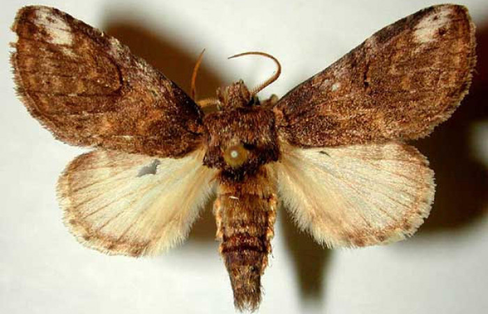 Fig.1 Vista dorsal, macho <i>Rifargia mortis</i></i> (Notodontidae), eclosionó 05 agosto 1989, Sector Santa Rosa, Bosque Húmedo, 290mts. (89-SRNP-663.1-DHJ32750.jpg).