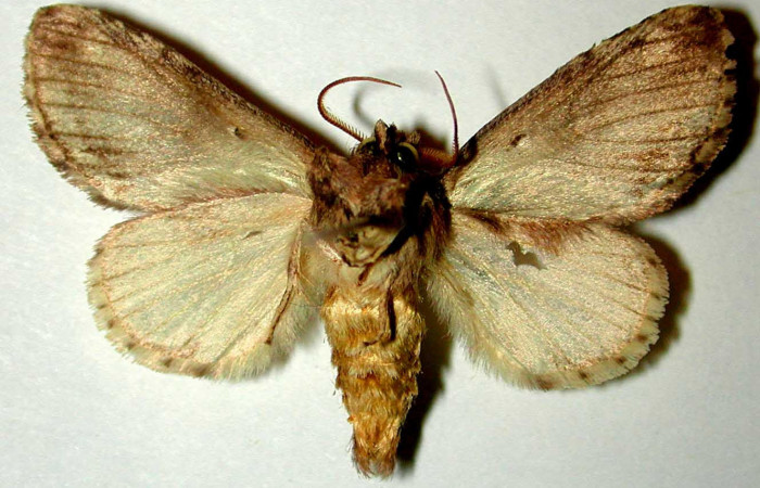 Fig.2 Vista ventral, macho <i>Rifargia mortis</i></i> (Notodontidae), eclosionó 05 agosto 1989, Sector Santa Rosa, Bosque Húmedo, 290mts. (89-SRNP-663.1-DHJ32751.jpg).