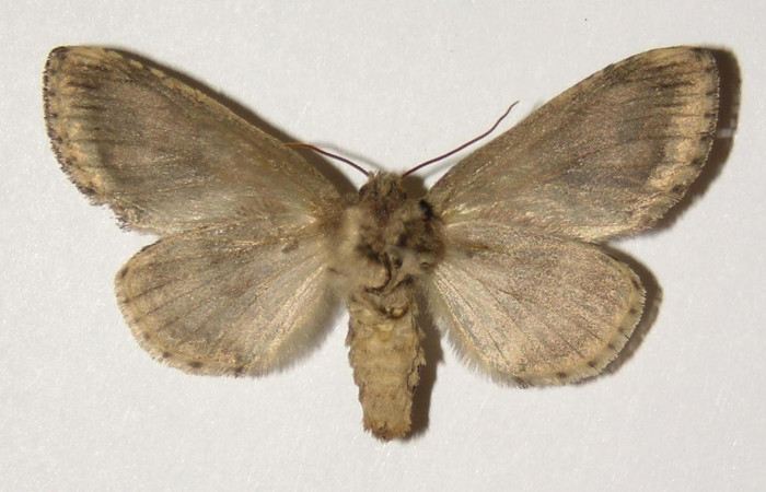 Fig.4 Vista dorsal, hembra <i>Rifargia mortis</i></i> (Notodontidae), eclosionó 05 agosto 1989, Sector Santa Rosa, Cerco de Piedra, 285mts hembra. (04-SRNP-10704-DHJ300433.jpg.).