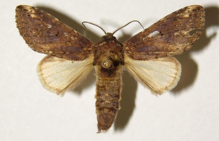 Fig.5 .Vista dorsal, macho <i>Rifargia</i></i> geldubaDHJ01 (Notodontidae), eclosionó 05 agosto 1989, Sector Santa Rosa, Cafetal, 280mts. (91-SRNP-1911.2-DHJ300442.jpg)