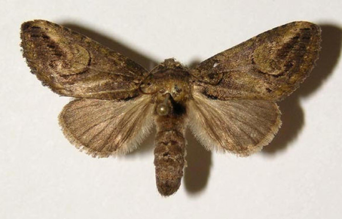 Fig. 6 Vista dorsal, hembra <i>Rifargia</i></i> geldubaDHJ01 (Notodontidae), eclosionó 05 agosto 1989, Sector Del Oro, Camino Mango, 480mts.  (02-SRNP-29568-DHJ300446.jpg).